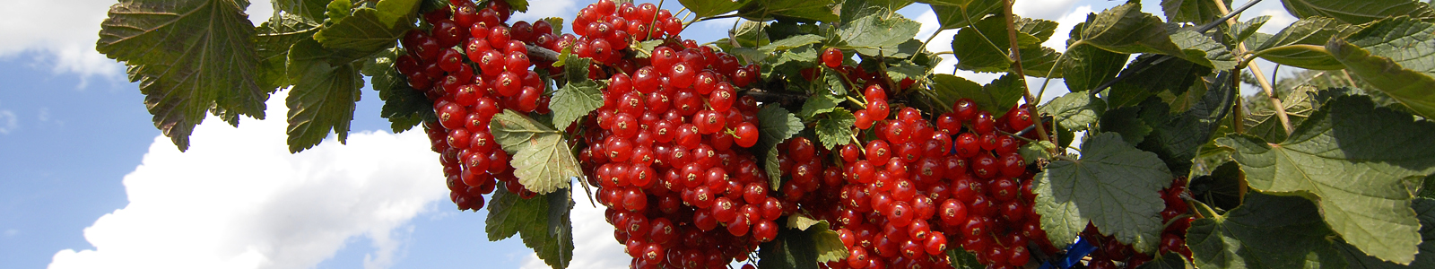 Johannisbeeren am Strauch ©Feuerbach